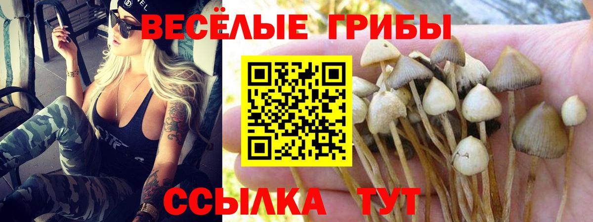 Галлюциногенные грибы ЛСД  Вход с VPN  Лесозаводск  Галлюциногенные грибы Psilocybe 